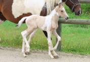 Magnifique poulain d'un an WPB pie isabelle 150-155 cm 
