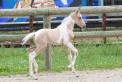 Magnifique poulain d'un an WPB pie isabelle 150-155 cm 
