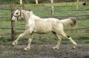 Magnifique poulain d'un an WPB pie isabelle 150-155 cm 