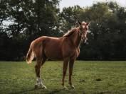 Hongre OC papiers sport 2 ans