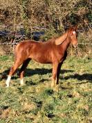 Hongre OC papiers sport 2 ans