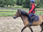 Hongre poney B 6 ans WPB pour CSO