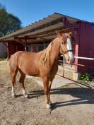 Pouliche de 3 ans joli mod&egrave;le 