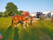 Pouliche de 3 ans joli mod&egrave;le 