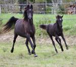 Pur sang arabe noir entier