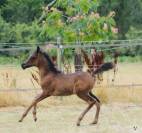 Pur sang arabe noir entier