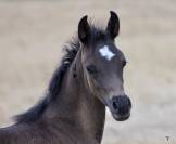 Pur sang arabe noir entier