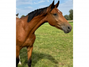 Magnifique 4 ans  - gros potentiel