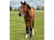 Magnifique 4 ans  - gros potentiel