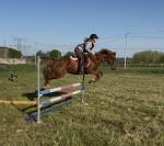 Merrie Franse rijpony PFS Te koop 2021 Koffie vos ,  MISTRAL OLIVER