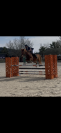 Poney de sport 