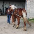 Jument comtoise PP d&eacute;bourr&eacute;e attel&eacute;e et mont&eacute;e