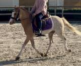 Gelding Welsh Pony (Section B) For sale 2016 Sorrel