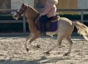 Gelding Welsh Pony (Section B) For sale 2016 Sorrel