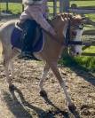 Gelding Welsh Pony (Section B) For sale 2016 Sorrel
