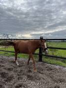 Jument pur sang 5 (2021) 