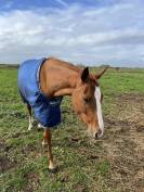 Jument pur sang 5 (2021) 