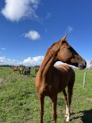 Jument pur sang 5 (2021) 