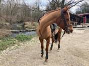 Demi-pension jument pur sang anglais 9 ans 1m60