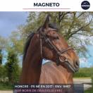 Castrone Purosangue In vendita 2017 Baio