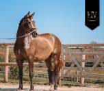 Cavalla AES Anglo European Studbook In vendita 2020 Isabella ,  Kjento