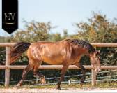 Cavalla AES Anglo European Studbook In vendita 2020 Isabella ,  Kjento