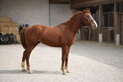 Hongre / 3 ans - Varennes du Breuil x Jenny de la Cense