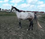 Poney D sport 