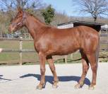 Hongre 3 ans par Ekano DKS 