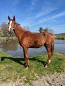 SELLE FRANCAIS FEMELLE NEE EN 2024