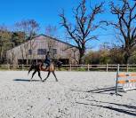Gelding sBs Belgian Warmblood For sale 2018 Bay