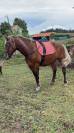 Hongre 3 ans Trait x SF x frison