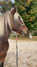 Hongre 3 ans Trait x SF x frison