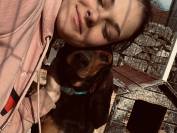 Hongre 3 ans Trait x SF x frison