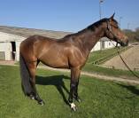 Gentil et magnifique 6ans