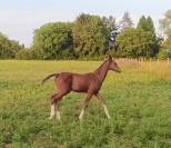 Yearling de sport 