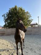 &Agrave; vendre jument de 5 ans 