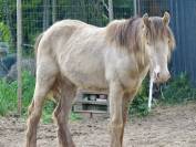 Abydos d&rsquo;Heljoy 