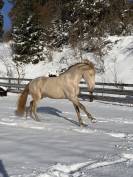 Entier Pure Race Espagnole 