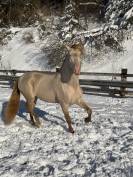 Entier Pure Race Espagnole 