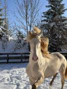 Entier Pure Race Espagnole 