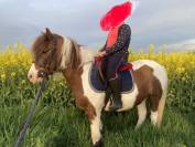 Vends gentil poney de loisirs ONC 20 ans 
