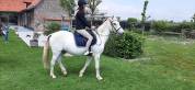Vends poney de loisirs gris ONC 26 ans