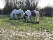 Vends poney de loisirs gris ONC 26 ans