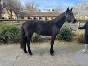 Litchy, ponette D sortie en concours