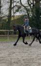 Superbe jument Frison sport 7 ans