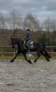 Superbe jument Frison sport 7 ans