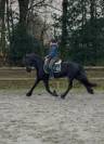 Superbe jument Frison sport 7 ans