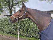 Jument 7 ans avec potentiel et caract&egrave;re 