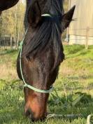 Magnifique hongre TF